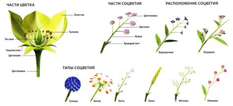 биология, покрытосеменные, цветы-индикаторы, цветы-разветчики